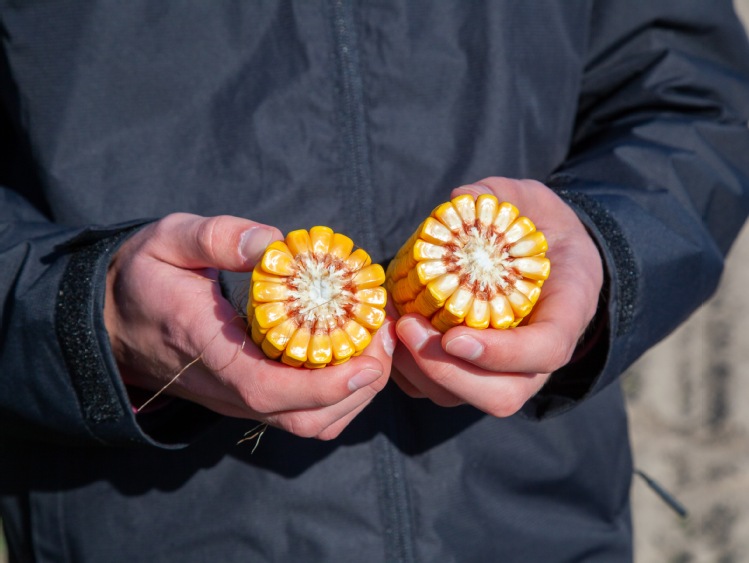 Odchwaszczanie kukurydzy – trzy scenariusze od INNVIGO